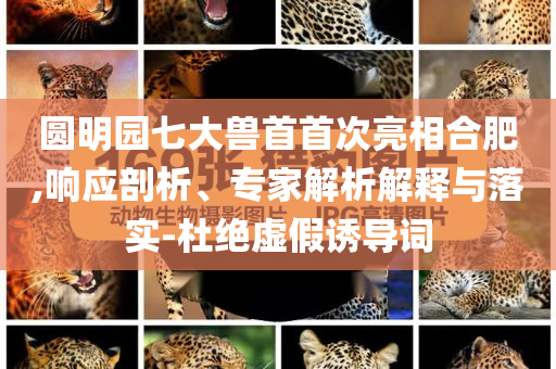 圓明園七大獸首首次亮相合肥,響應剖析、專家解析解釋與落實-杜絕虛假誘導詞