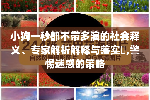 小狗一秒都不帶多演的社會釋義、專家解析解釋與落實?,警惕迷惑的策略