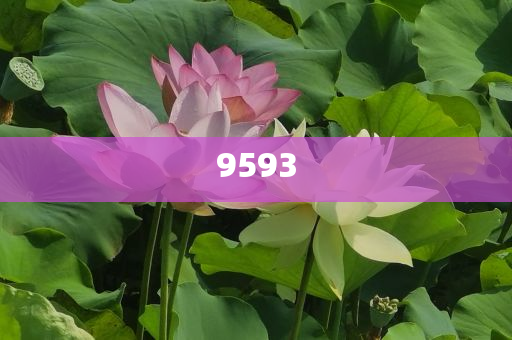 貓貓：你禮貌嗎-深度釋義、專家解讀解釋與落實(shí)?,留心欺詐的套路